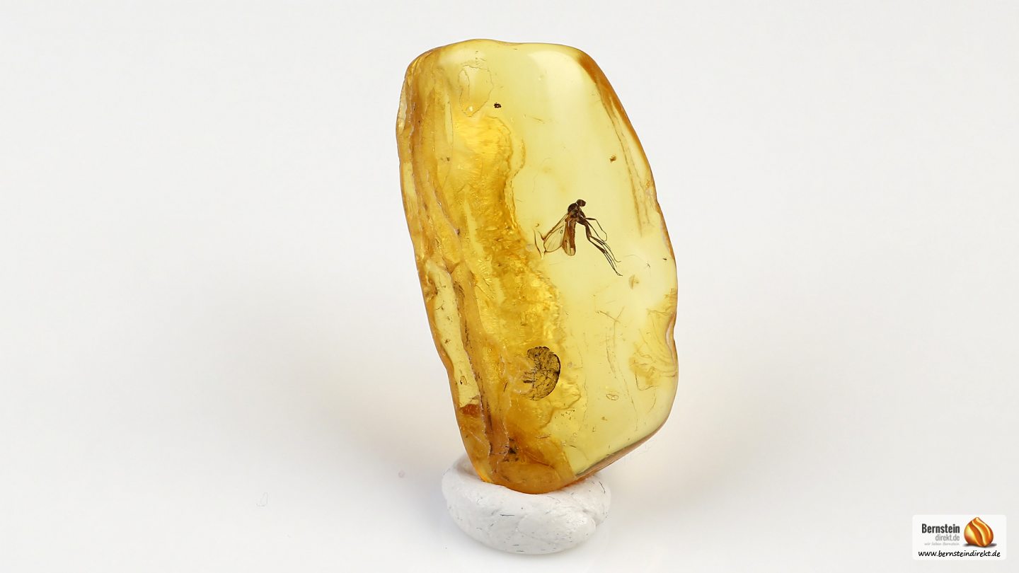 Mücke als Inkluse, Mücke als Einschluss im Baltischen Bernstein